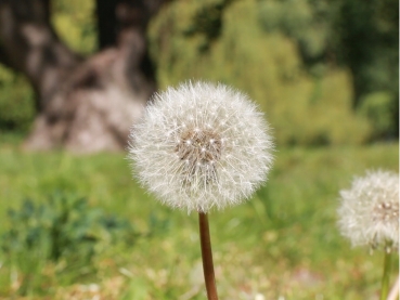 Dandelion seeds 3g